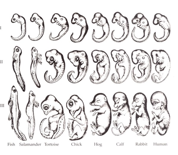Ernst Haeckel's embryo drawings