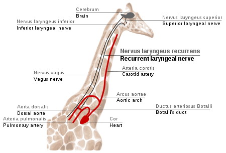 The path of the recurrent laryngeal nerve in giraffes