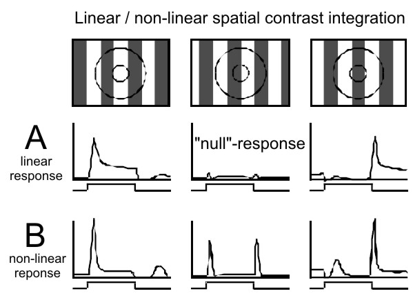 Linear, X-type (A) and nonlinear, Y-type (B) spatial contrast integration