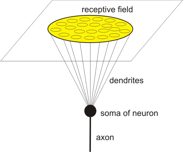 Neuron model RF-PSTH