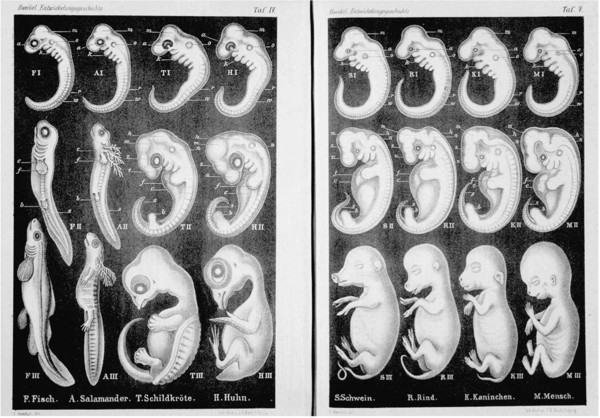 Ernst Haeckel's embryo drawings