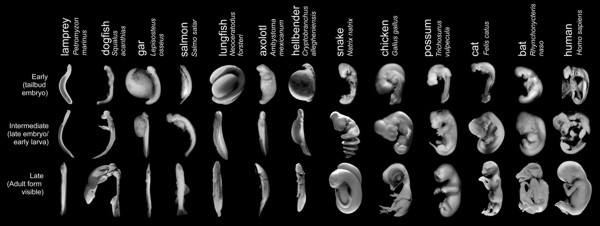 Richardson embryo photos