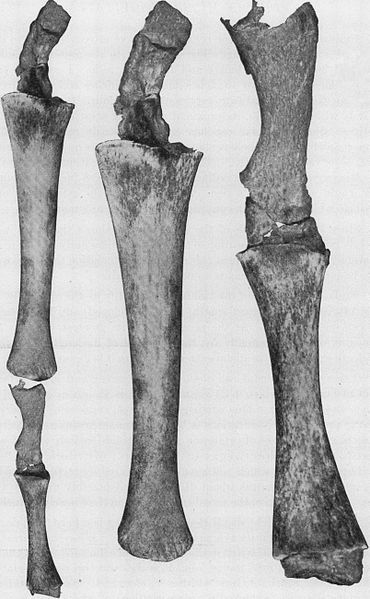 Hind limbs in whales