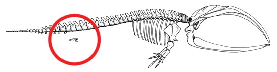 Hind structures in whales