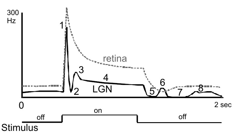 Typical LGN cell responses